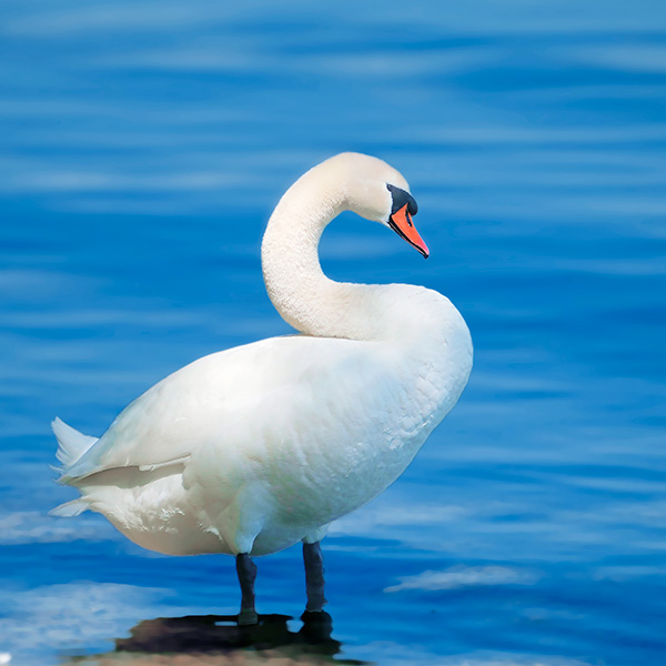 Schwan